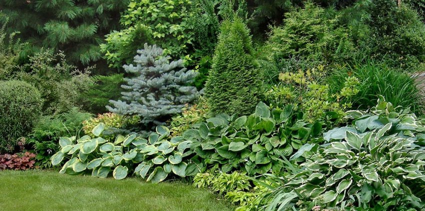 Тіневий міксбордер