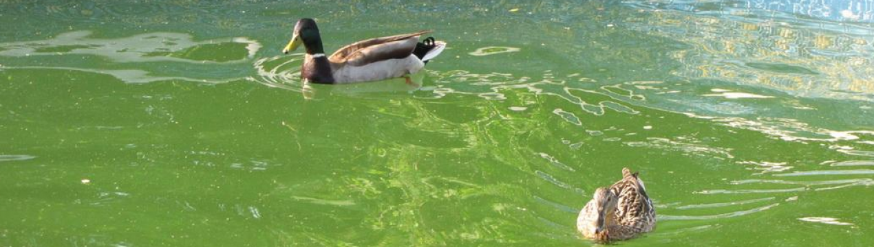 что нужно чтобы вода в пруду не зеленела вода. Смотреть фото что нужно чтобы вода в пруду не зеленела вода. Смотреть картинку что нужно чтобы вода в пруду не зеленела вода. Картинка про что нужно чтобы вода в пруду не зеленела вода. Фото что нужно чтобы вода в пруду не зеленела вода