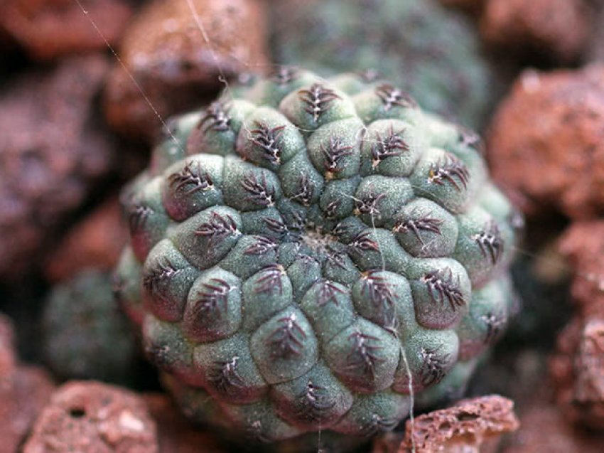 Канигуэрали