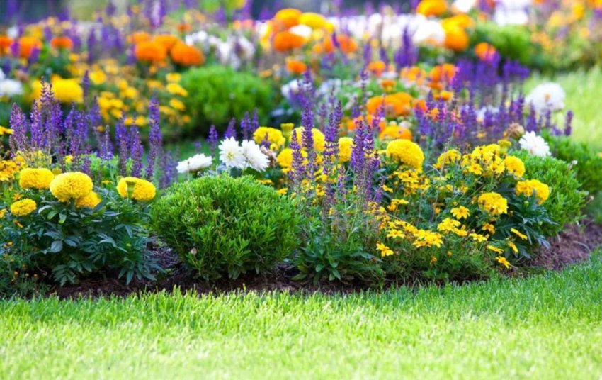 Міксбордер з однорічників