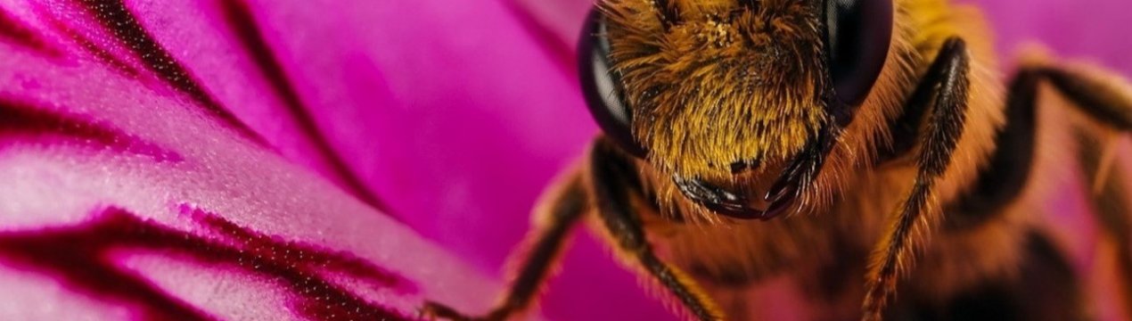 Європейський парламент закликає скоротити кількість пестицидів для захисту бджіл