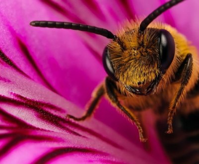 Європейський парламент закликає скоротити кількість пестицидів для захисту бджіл