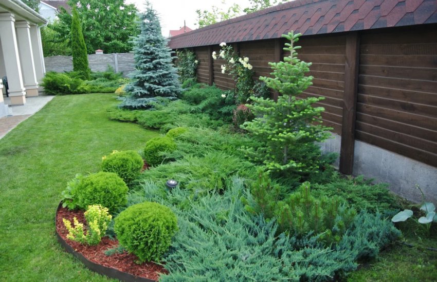 Хвойный миксбордер