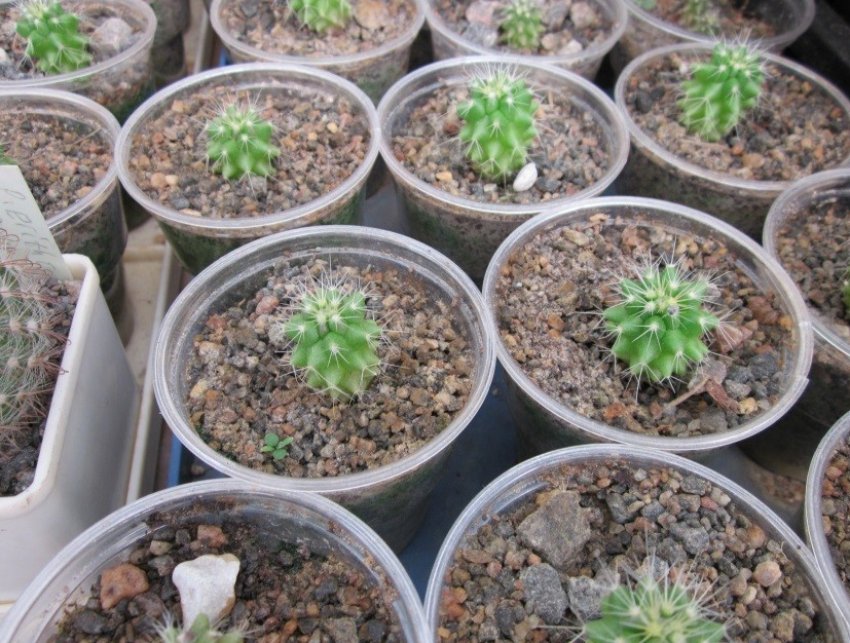 Розмноження бічними пагонами