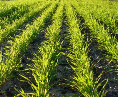 Стан озимих культур Ставропільської області найкращий за останні 17 років