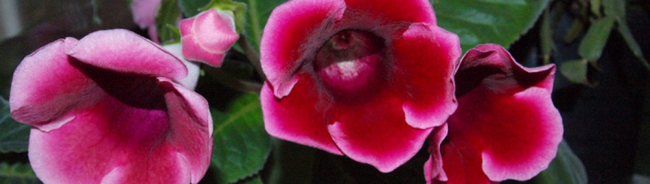 Як доглядати за глоксиній після цвітіння?