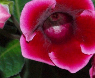 Як доглядати за глоксиній після цвітіння?