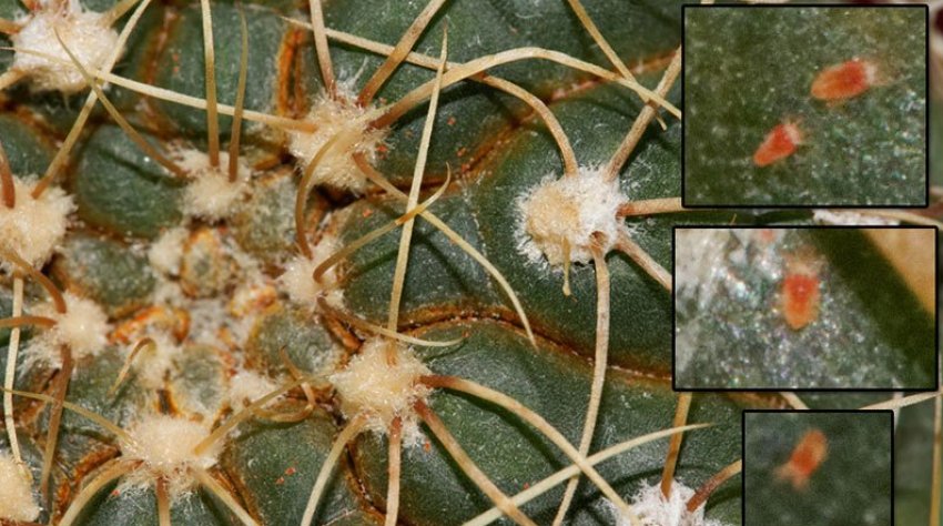 Павутинний кліщ