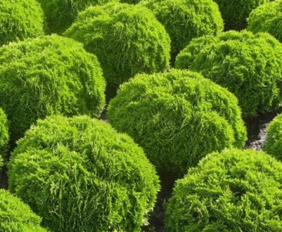 Усе про ялицю з кулястою кроною: посадка і догляд