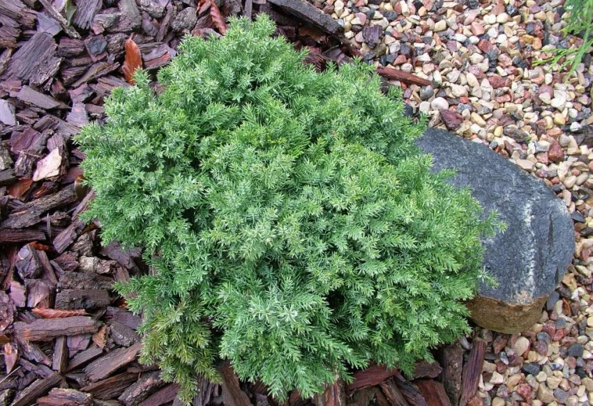 Можжевельник Ехініформіс