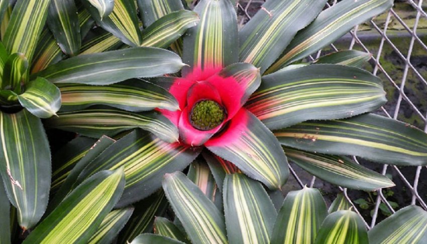 Неорегелія Кароліни Неорегелія Кароліни