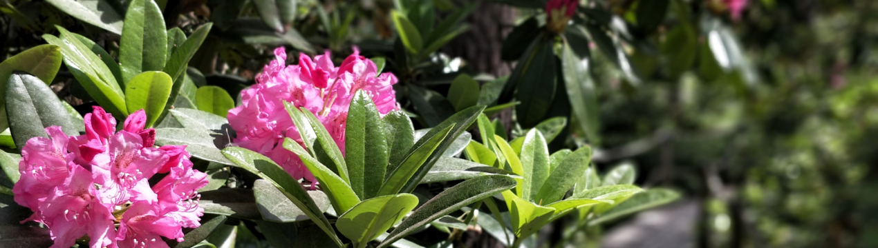 Опис гібридного рододендрона сорту Гаага