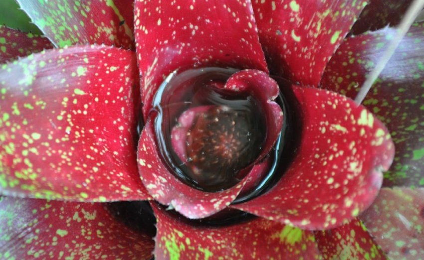 Неорегелія мармурова Неорегелія мармурова