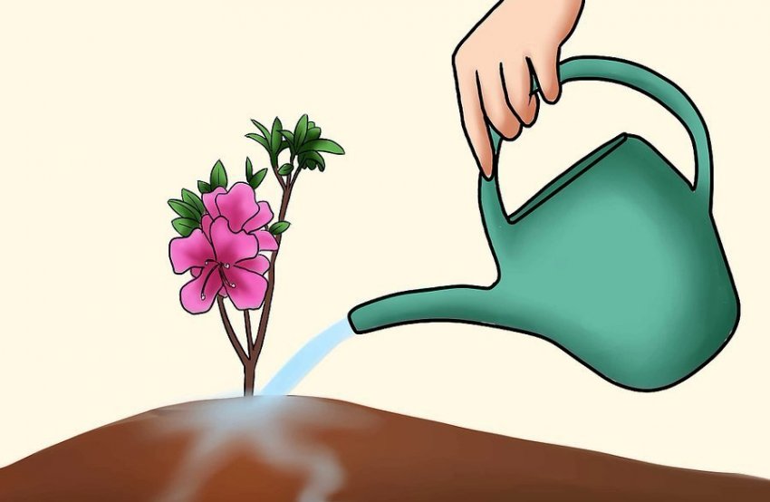 Полив рододендрона Полив рододендрона