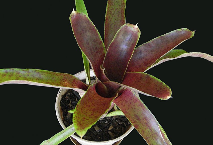 Неорегелія похмура Неорегелія похмура