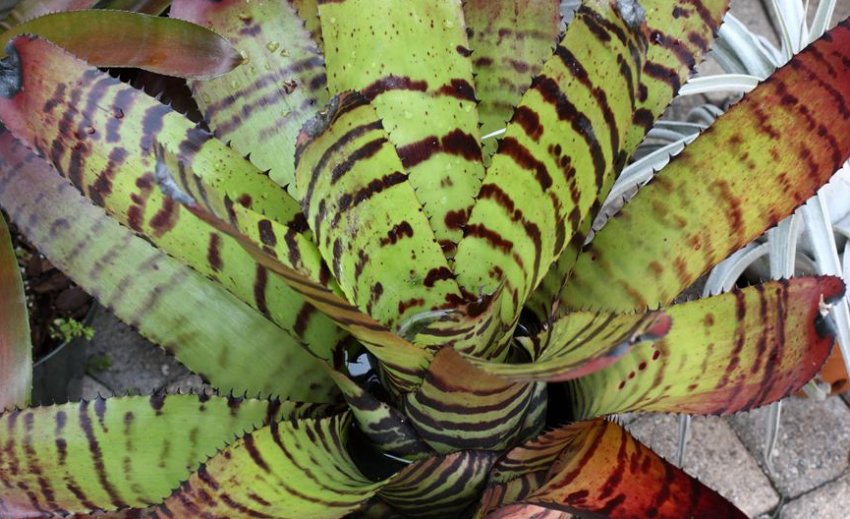 Неорегелія тигрова Неорегелія тигрова