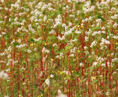 Опис росту гречки