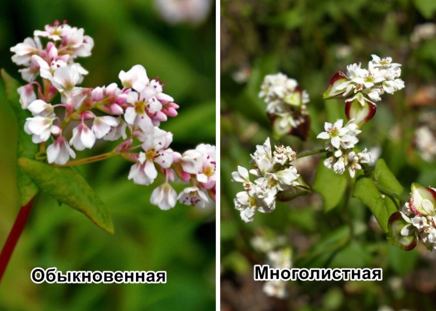 Звичайна та багатолиста гречка