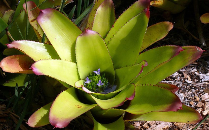 Неорегелія красива Неорегелія красива