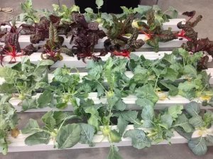 Перша повністю автоматизована теплиця відкрилась в Австралії Перша повністю автоматизована теплиця відкрилась в Австралії