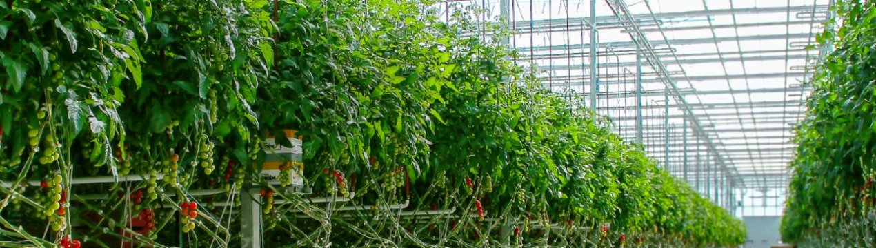 Перша повністю автоматизована теплиця відкрилася в Австралії