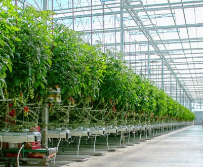 Перша повністю автоматизована теплиця відкрилася в Австралії