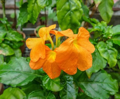 Квітка кроссандра: догляд та вирощування в домашніх умовах