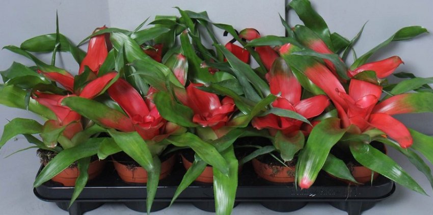 Неорегелія Неорегелія