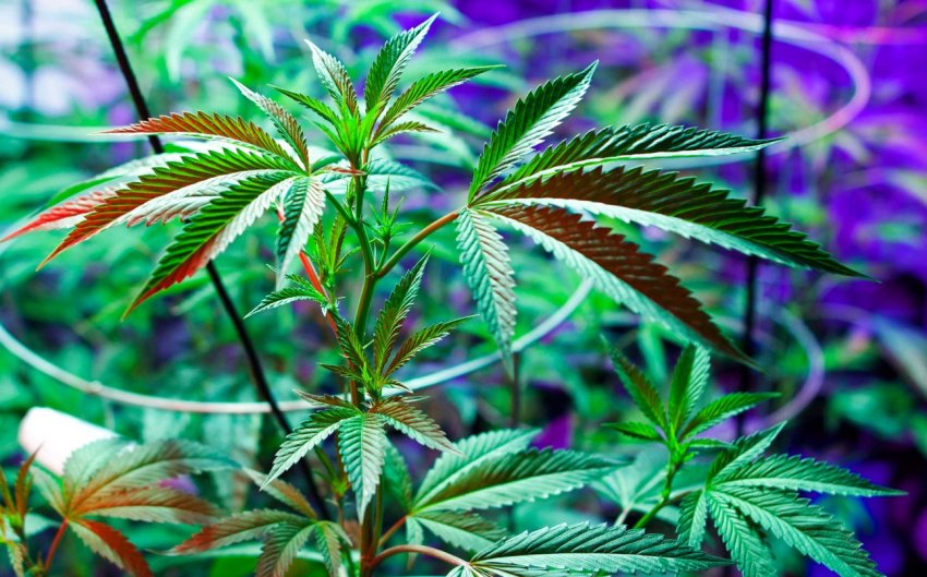 У диких землях Коста-Рики незаконно вирощують марихуану і ананаси У диких землях Коста-Рики незаконно вирощують марихуану і ананаси