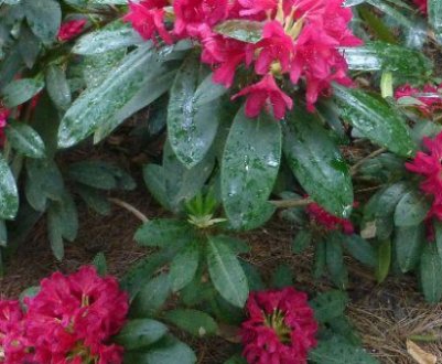 Підживлення та добривлення рододендронів