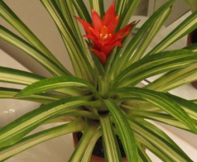 Пересадка гузмании в домашніх умовах: терміни пересадки, покрокова інструкція