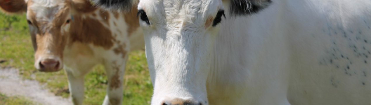 Німецькі дослідники шукають кліматично нейтральну корову