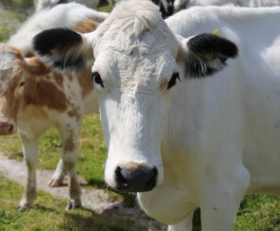 Німецькі дослідники шукають кліматично нейтральну корову