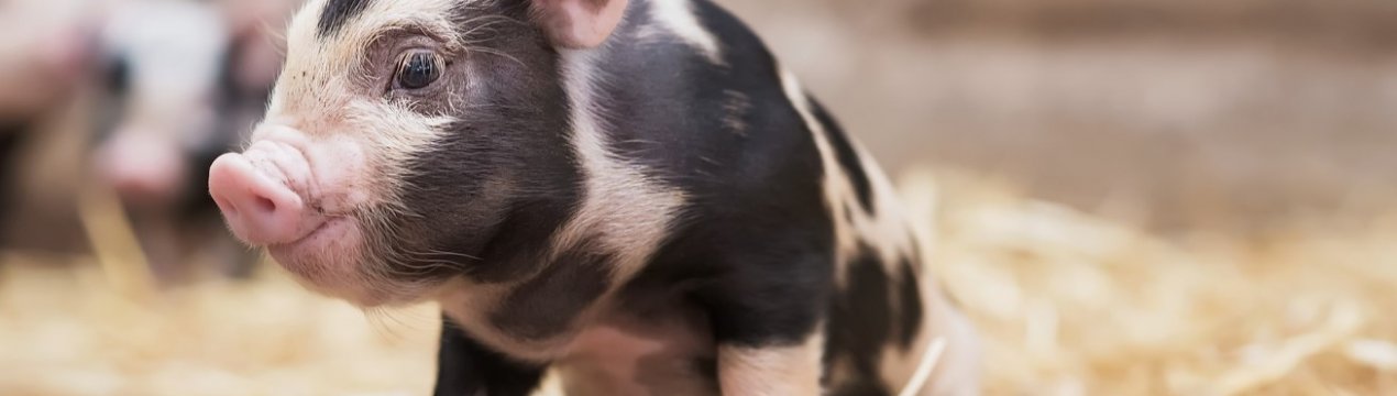 "Агропрайм" виставить на продаж 35 тисяч товарних свиней