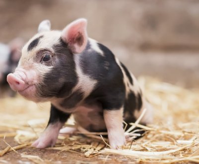 "Агропрайм" виставить на продаж 35 тисяч товарних свиней
