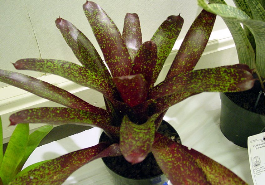 Неорегелія Неорегелія