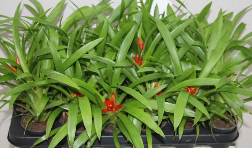 Гузмания Гузмания