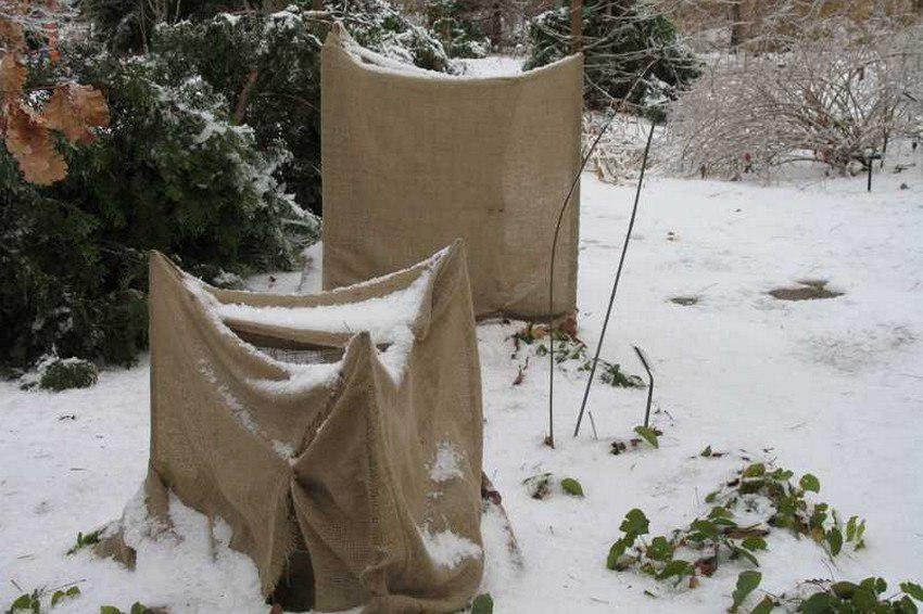 Укриття гортензії на зиму