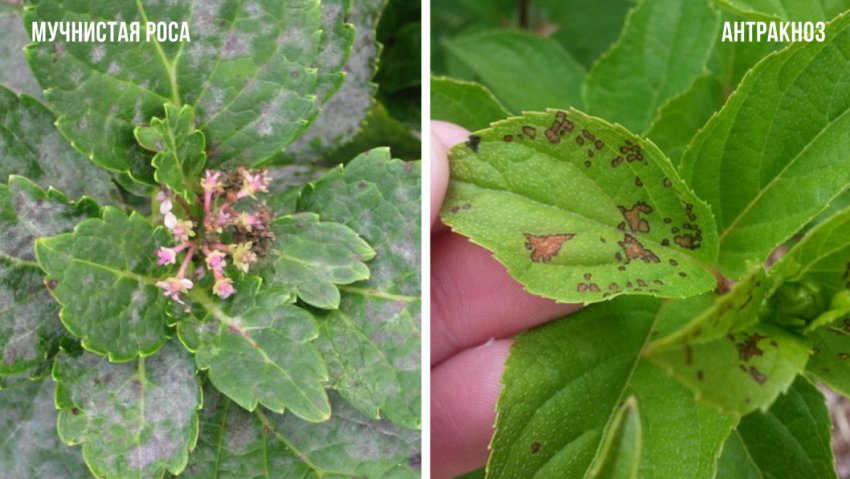 Хвороби гортензії