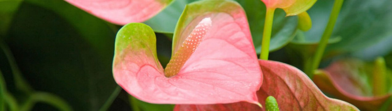 Способи розмноження та догляд за антуріумом в домашніх умовах