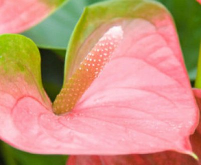 Способи розмноження та догляд за антуріумом в домашніх умовах