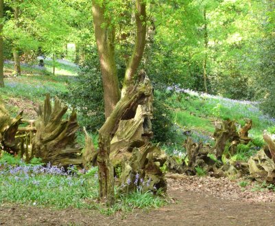 Використання рутарії в ландшафтному дизайні