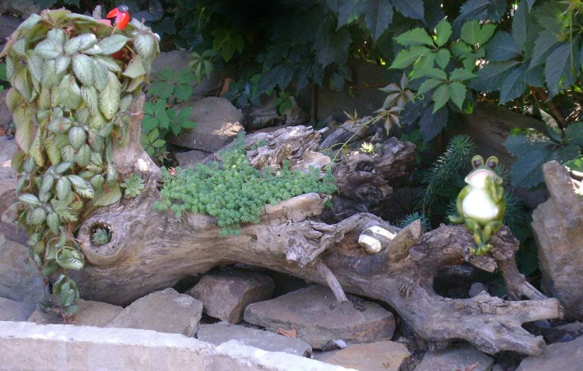 Коряги в саду Коряги в саду