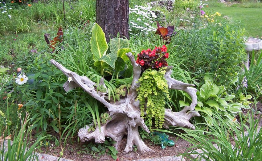 Варіант рутарію в саду Варіант рутарію в саду