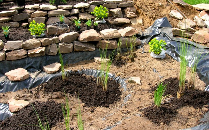 Посадка растений в пруд Посадка растений в пруд