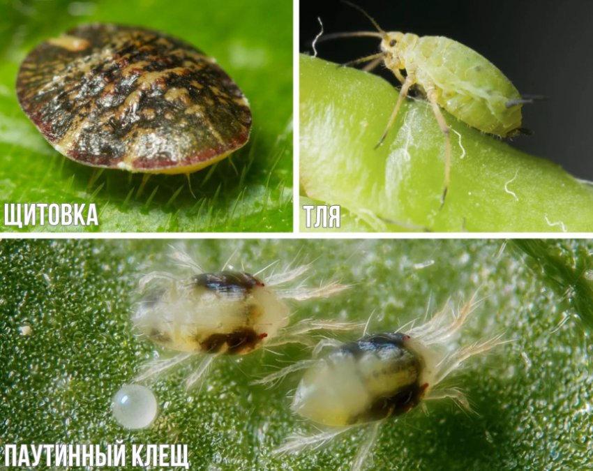 Шкідники можжевелу