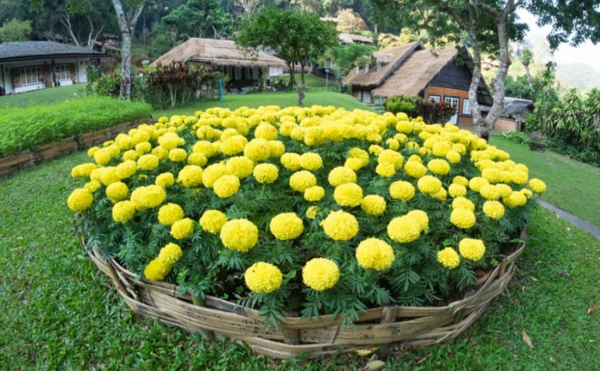 Моно-клумба