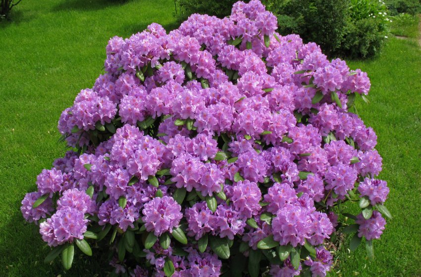 Рододендрон Альфред Рододендрон Альфред