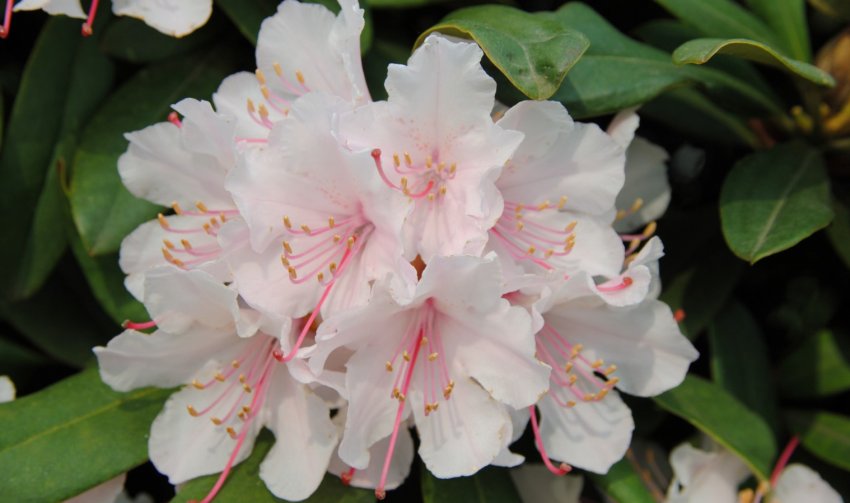 Рододендрон Джексоні Рододендрон Джексоні