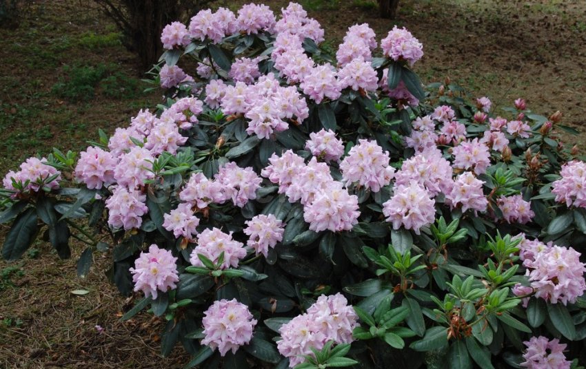 Рододендрон Роз Марі Рододендрон Роз Марі